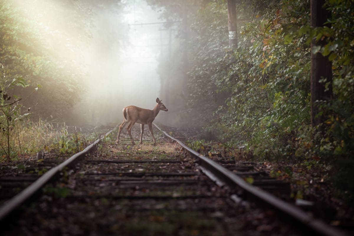 Autumn woods at dawn during deer season